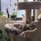 Shosh’s enviable plant setup (and one very good cat).